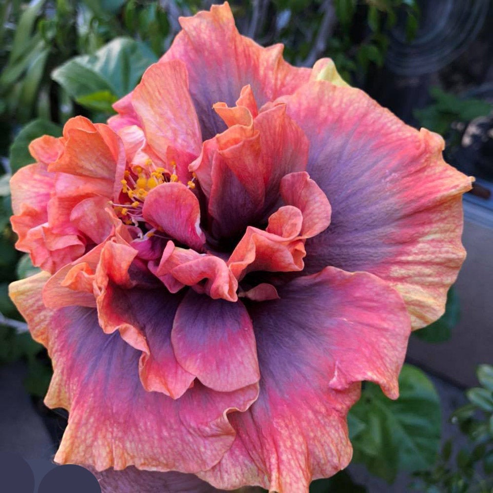 Tropical Hibiscus 'Crown Jellyfish' Hybrid - 4" pot