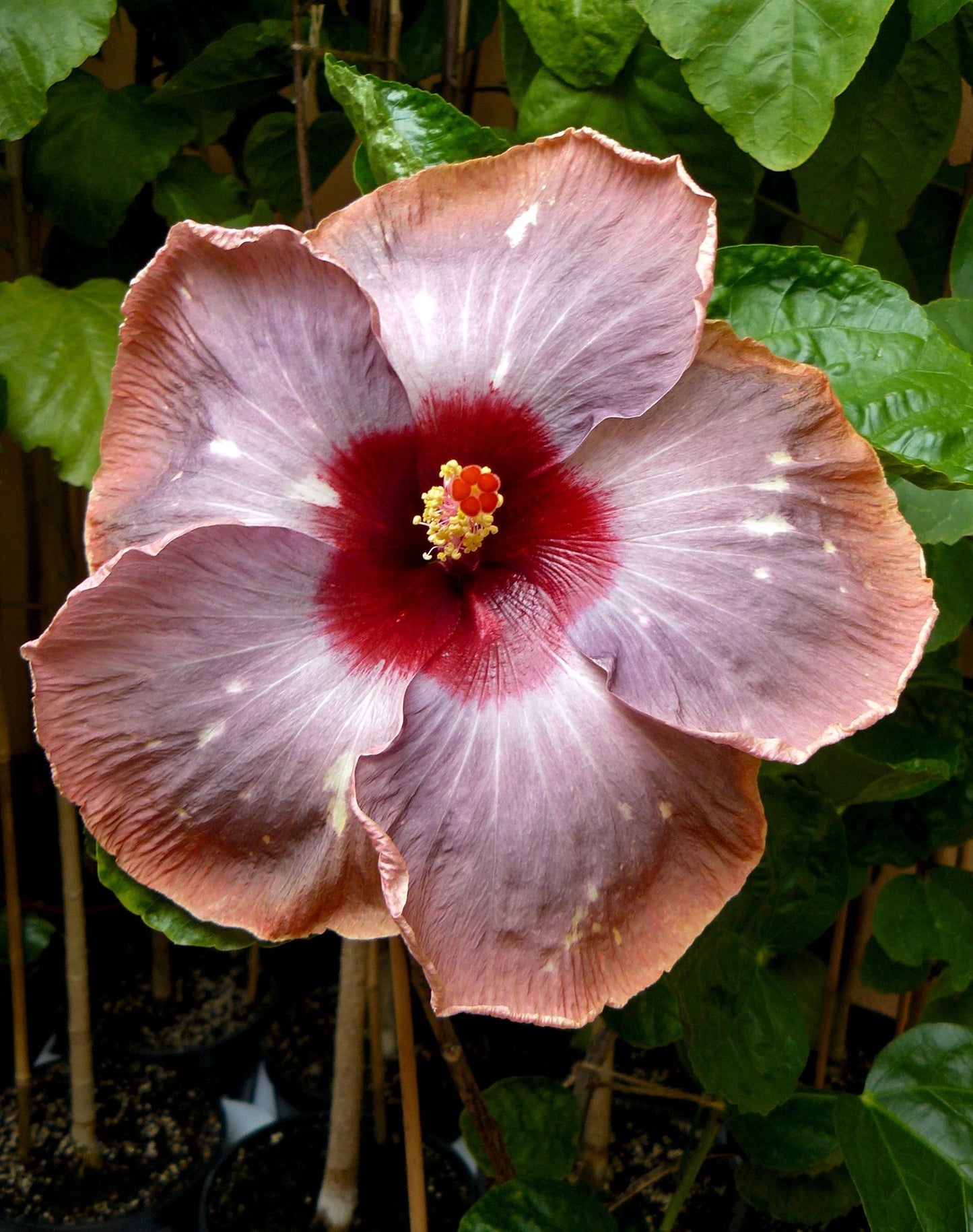 Hibiscus Flower Petals Whole - ORGANIC - 2 ounces – SunSoul Creations