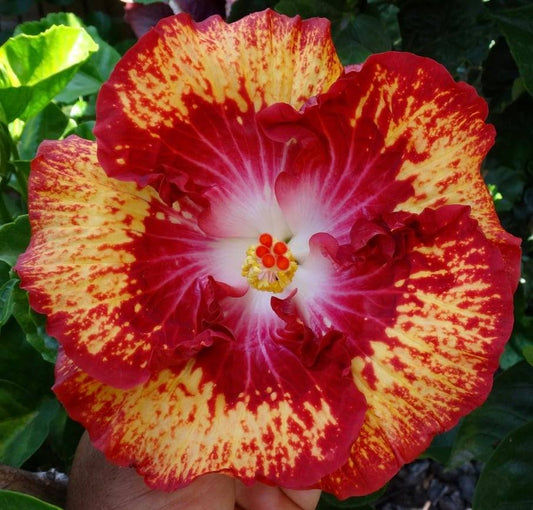 Tropical Hibiscus 'White Hot' - 5" pot